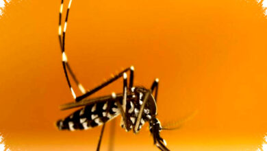 Alert DBD di Sumsel, Empat Nyawa Melayang Saat Kasus Masih Meningkat