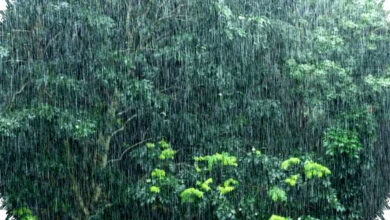 BMKG Minta Jabar, Jateng, Papua Pegunungan Siaga, Hujan Lebat Mengancam Jumat Ini