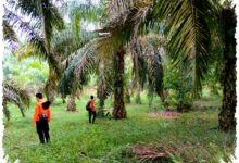 Basarnas Pekanbaru Terjunkan Delapan Personel, Jejak Kakek 83 Tahun di Kebun Sawit Dicari