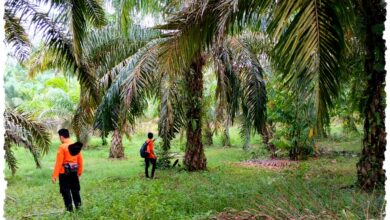 Basarnas Pekanbaru Terjunkan Delapan Personel, Jejak Kakek 83 Tahun di Kebun Sawit Dicari