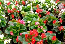 Begonia Bali Punya Daun Artistik Yang Sulit Diabaikan, Begini Cara Merawatnya Dengan Benar