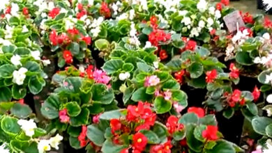 Begonia Bali Punya Daun Artistik Yang Sulit Diabaikan, Begini Cara Merawatnya Dengan Benar