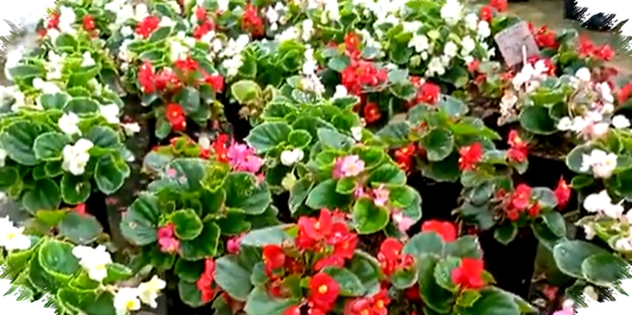 Begonia Bali Punya Daun Artistik Yang Sulit Diabaikan, Begini Cara Merawatnya Dengan Benar