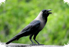 Benarkah Gagak Menyimpan Dendam Pada Manusia, Sains Ungkap Ingatan Emosionalnya Yang Tajam?