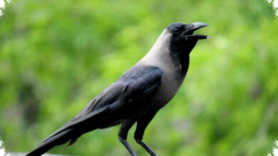 Benarkah Gagak Menyimpan Dendam Pada Manusia, Sains Ungkap Ingatan Emosionalnya Yang Tajam?