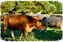 Benarkah Sapi Bisa Mogok Makan Saat Kehilangan Sahabatnya, Ini Penjelasan Ilmiahnya?