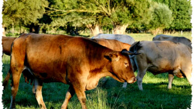 Benarkah Sapi Bisa Mogok Makan Saat Kehilangan Sahabatnya, Ini Penjelasan Ilmiahnya?