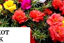 Bonsai Krokot yang Cepat Berbunga, Teknik Sederhana yang Sering Diremehkan