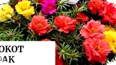 Bonsai Krokot yang Cepat Berbunga, Teknik Sederhana yang Sering Diremehkan