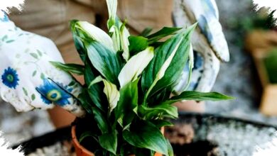 Bukan Gym yang Paling Berat, Menari dan Berkebun Diam-Diam Bantu Turunkan BB