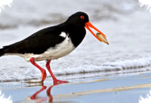 Chatham Islands Oystercatcher, Burung Langka Dengan Populasi Tinggal 200 Ekor