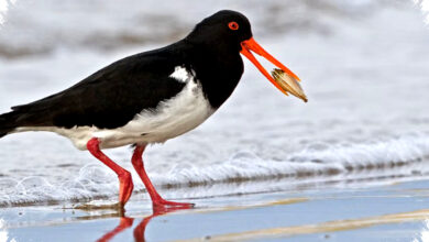 Chatham Islands Oystercatcher, Burung Langka Dengan Populasi Tinggal 200 Ekor