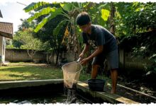 Cuma 2×2 Meter dan Modal Rp100 Ribu, 9 Ternak Ini Panen Kilat tanpa Ribet Cuma 2×2 Meter dan Modal Rp100 Ribu, 9 Ternak Ini Panen Kilat tanpa Ribet