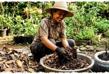 Daun Kering Jangan Dibakar, Bisa Jadi Media Tanam Gratis yang Menahan Air Hingga 50% Daun Kering Jangan Dibakar, Bisa Jadi Media Tanam Gratis yang Menahan Air Hingga 50%