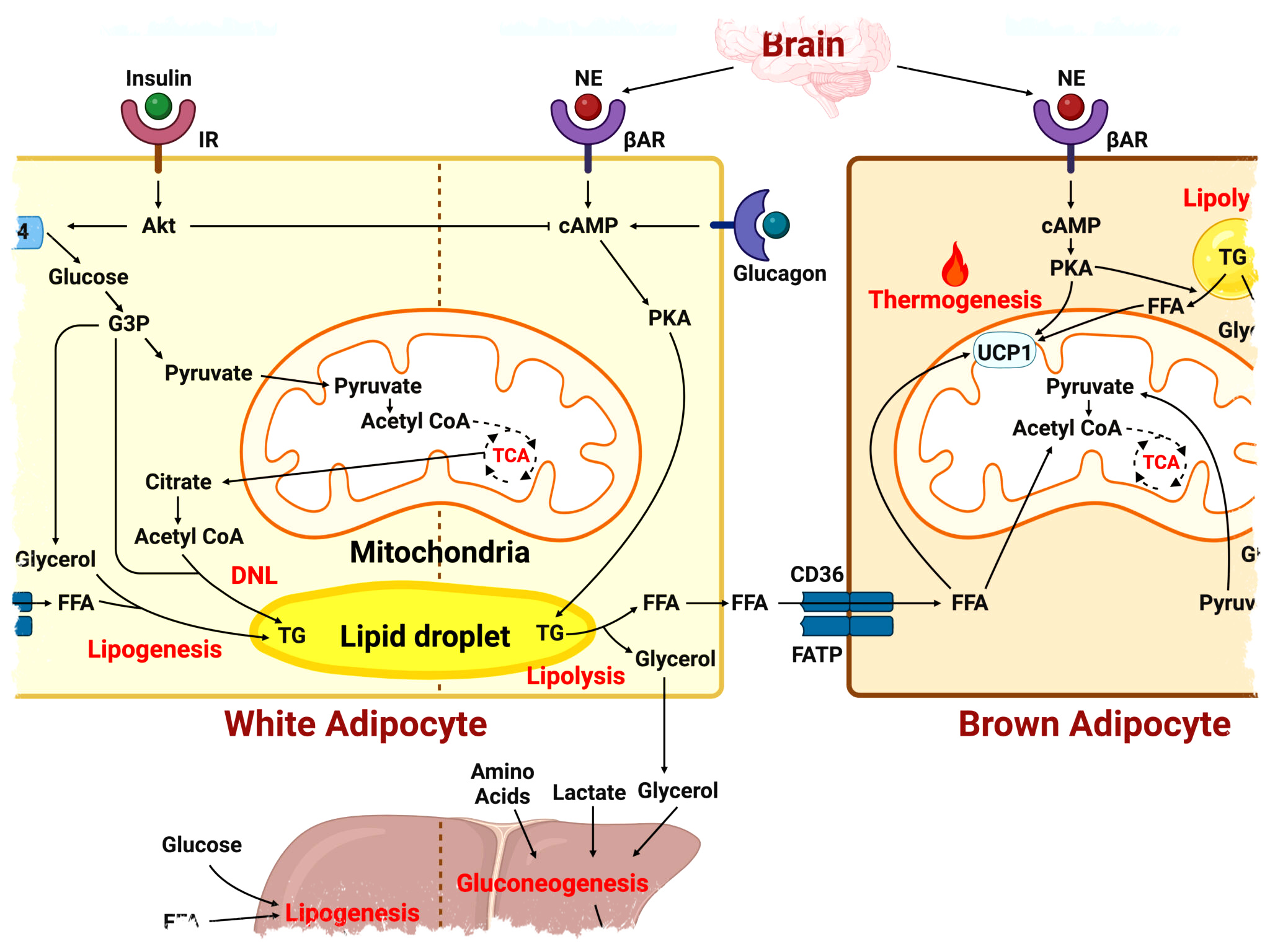 Diet Setelah Melahirkan Ala Citra Kirana, Turun 21 Kg Tanpa Siksaan Diet Setelah Melahirkan Ala Citra Kirana, Turun 21 Kg Tanpa Siksaan