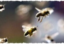 Dikira Debu Biasa, Bangkai Lebah 1,5 Sentimeter Tersangkut Di Mata Wanita