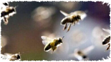 Dikira Debu Biasa, Bangkai Lebah 1,5 Sentimeter Tersangkut Di Mata Wanita