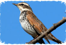 Dusky Thrush Migran Asia, Bertahan Di Salju Dengan Strategi Makan Serba Ada