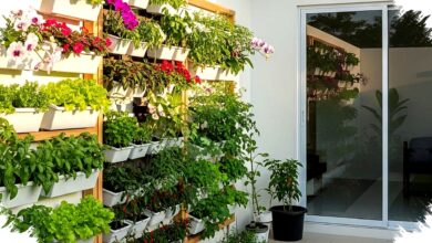 Edible Garden Bukan Sekadar Cantik, Lahan Sempit Pun Bisa Hemat Belanja Dapur