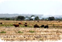El Nino Godzilla Mengintai, Ancaman Kekeringan Panjang untuk Indonesia