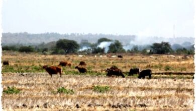 El Nino Godzilla Mengintai, Ancaman Kekeringan Panjang untuk Indonesia
