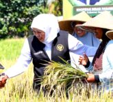 El Nino Godzilla Mengintai, Khofifah Siapkan Perisai Pertanian Jatim