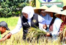 El Nino Godzilla Mengintai, Khofifah Siapkan Perisai Pertanian Jatim