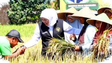 El Nino Godzilla Mengintai, Khofifah Siapkan Perisai Pertanian Jatim