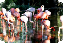 Flamingo Amerika Lebih Mencolok, Afrika Lebih Luas Dan Pucat