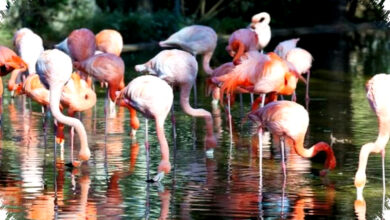Flamingo Amerika Lebih Mencolok, Afrika Lebih Luas Dan Pucat