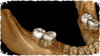 Fosil Kera 18 Juta Tahun Ditemukan Di Mesir, Petunjuk Baru Asal Usul Manusia?