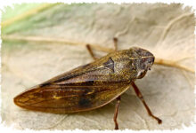 Froghopper Pelompat Tertinggi, Kecil Tapi Menguras Tanaman Dan Lahir Sejak Zaman Dinosaurus