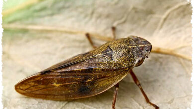 Froghopper Pelompat Tertinggi, Kecil Tapi Menguras Tanaman Dan Lahir Sejak Zaman Dinosaurus
