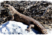 Gidgee Skink, Kadal Australia Yang Hidup Dalam Keluarga Dan Saling Mengenali Aroma