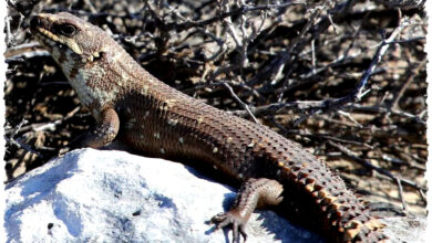 Gidgee Skink, Kadal Australia Yang Hidup Dalam Keluarga Dan Saling Mengenali Aroma Gidgee Skink, Kadal Australia Yang Hidup Dalam Keluarga Dan Saling Mengenali Aroma
