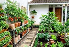 Halaman Sempit Bukan Alasan, 8 Desain Kebun Buah Ini Tetap Panen Meski Disiram 2–3 Kali