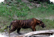 Harimau Mati Di Bandung Zoo, Dedi Mulyadi Turun Tangan dan Minta Data Darurat