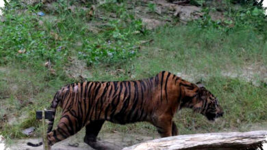 Harimau Mati Di Bandung Zoo, Dedi Mulyadi Turun Tangan dan Minta Data Darurat