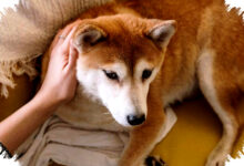 Hewan Bisa Mengalami Gangguan Mental, Tapi Tidak Seperti Manusia