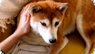 Hewan Bisa Mengalami Gangguan Mental, Tapi Tidak Seperti Manusia