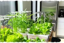 Hidroponik Botol Bekas Memang Murah, tapi Panennya Bisa Kerdil Tanpa Pompa? Hidroponik Botol Bekas Memang Murah, tapi Panennya Bisa Kerdil Tanpa Pompa?