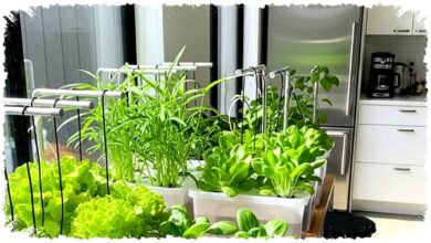 Hidroponik Botol Bekas Memang Murah, tapi Panennya Bisa Kerdil Tanpa Pompa?