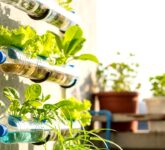 Hidroponik Botol Tanpa Pompa Ternyata Tak Selalu Aman, Pemula Wajib Tahu Kapan Pompa Unggul