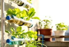 Hidroponik Botol Tanpa Pompa Ternyata Tak Selalu Aman, Pemula Wajib Tahu Kapan Pompa Unggul