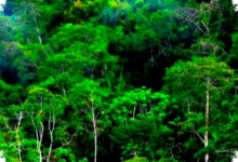 Investasi Karbon Menguat, Komodo Buka Babak Baru Diplomasi Indonesia-Jepang