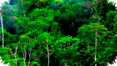 Investasi Karbon Menguat, Komodo Buka Babak Baru Diplomasi Indonesia-Jepang