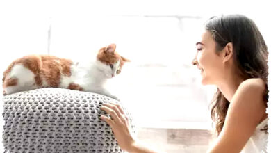 Jamur Mematikan Ini Menular Lewat Kucing, Ancaman Baru di Uruguay Jamur Mematikan Ini Menular Lewat Kucing, Ancaman Baru di Uruguay