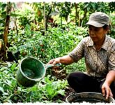 Jangan Buru-Buru Buang, 10 Barang Bekas Dapur Ini Efektif Menyiram Tanaman Rumah Jangan Buru-Buru Buang, 10 Barang Bekas Dapur Ini Efektif Menyiram Tanaman Rumah