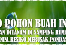 Jangan Salah Pilih Pohon Buah Di Samping Rumah, Ini Yang Aman Untuk Pondasi