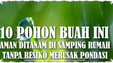 Jangan Salah Pilih Pohon Buah Di Samping Rumah, Ini Yang Aman Untuk Pondasi Jangan Salah Pilih Pohon Buah Di Samping Rumah, Ini Yang Aman Untuk Pondasi